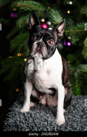 Chien Boston Terrier dans un cadre de studio avec des arbres de Noël en arrière-plan. Ambiance festive et joyeuse mettant en valeur le chien ludique et curi Banque D'Images