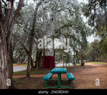 Table de pique-nique bleue dans un parc public sous des arbres gelés après une tempête de verglas à Austin, Texas Banque D'Images