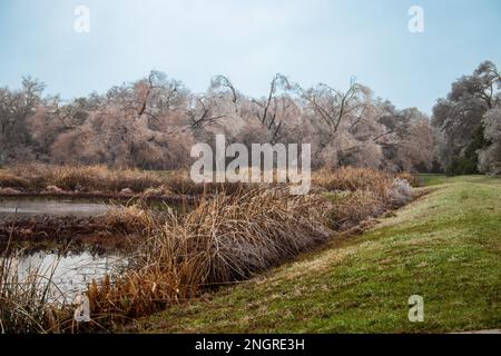 Ligne de treeline gelée avec un étang et une grande herbe gelée dans un parc public après une tempête d'hiver à Austin Texas Banque D'Images