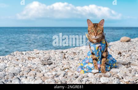 Chat drôle dans une sunress d'été sur le fond de la mer. Vacances d'été. Copier l'espace. Banque D'Images