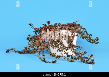 Plante séchée négligée dans pot de fleur blanc sur fond bleu Banque D'Images