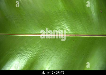 Vue rapprochée, texture de la feuille d'une plante ornementale Banana ou (Calathea Lutea) Banque D'Images