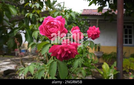 Roses roses roses Blooming pendant la journée dans le jardin Banque D'Images