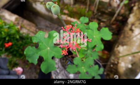 Plante ornementale Cocor Bebek (Bryophyllum Pinnatum) aux fleurs rouges, vue d'en haut pendant la journée Banque D'Images