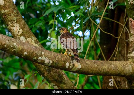 Le faucon à crête est un oiseau de proie de l'Asie tropicale. Il a de courtes ailes larges et une longue queue, les deux adaptations à la manœuvre à travers les arbres. Banque D'Images