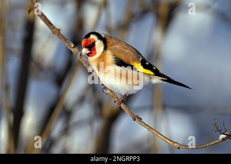 Chardonneret en hiver Banque D'Images