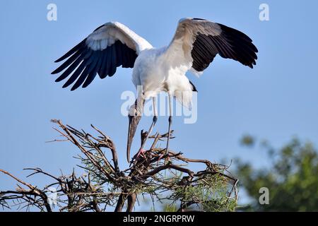 Pour un gros oiseau comme le bois Stork, il n'est pas facile de trouver l'équilibre debout sur la branche flexible. Banque D'Images