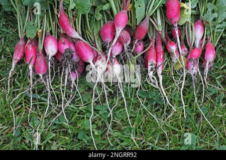 Radis (Raphanus sativus var Radicula pers.) - plante de jardin de racine, nourriture Banque D'Images