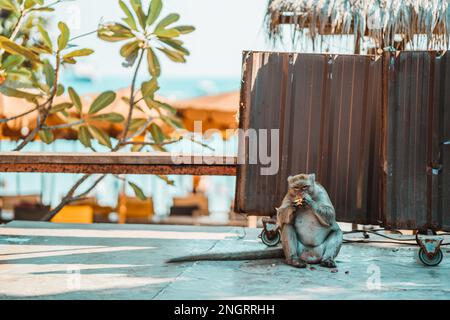 Le singe se cacha sur la plage et mange des fruits Banque D'Images