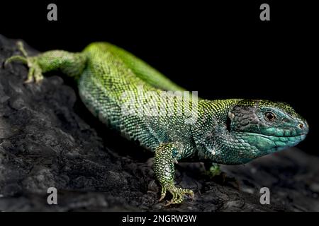 Lézard à tête noire (Lacerta agilis exigua) Banque D'Images