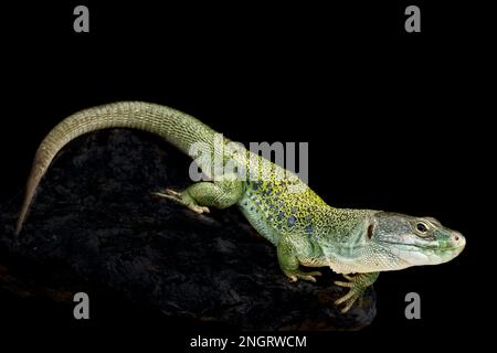 Lézard occulté ibérique (Timon lepidus) Banque D'Images