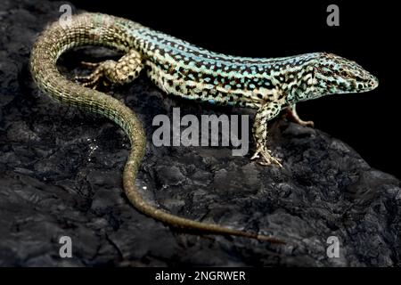 Formentera lizard (Podarcis pityusensis) Banque D'Images