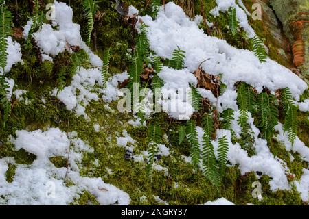 Plantes de vert d'humeur changeante poussant à travers la neige sur une pente de colline en hiver, vue à angle bas, Hello Spring, Au revoir Winter concept. Banque D'Images