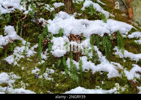 Plantes de vert d'humeur changeante poussant à travers la neige sur une pente de colline en hiver, vue à angle bas, Hello Spring, Au revoir Winter concept. Banque D'Images