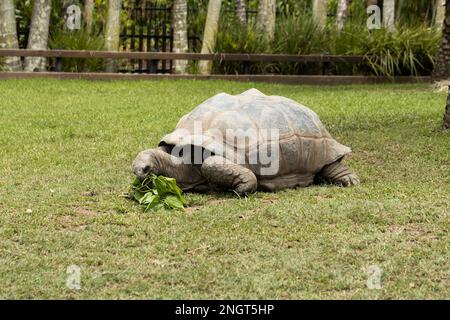 Une tortue géante vulnérable aldabra (Aldabchelys gigantea) qui mange une plante hibiscus Banque D'Images