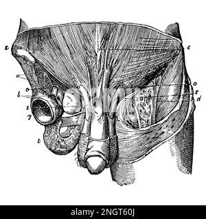 Canal inguinal. Illustration ancienne d'un livre médical. 1889. Banque D'Images