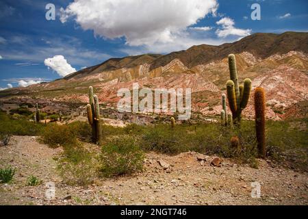 cactus désert, Paysage argentine nature Banque D'Images