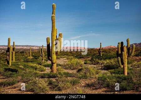 cactus désert, Paysage argentine nature Banque D'Images