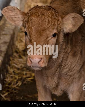 Bétail Limousin dans une grange avec des mères et des bababs Banque D'Images