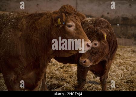 Bétail Limousin dans une grange avec des mères et des bababs Banque D'Images