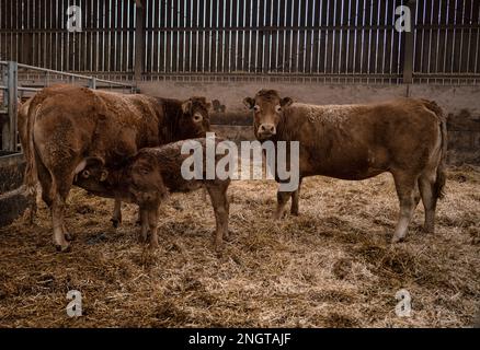 Bétail Limousin dans une grange avec des mères et des bababs Banque D'Images