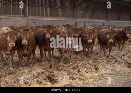 Bétail Limousin dans une grange avec des mères et des bababs Banque D'Images