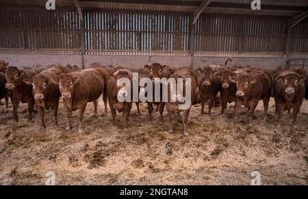 Bétail Limousin dans une grange avec des mères et des bababs Banque D'Images