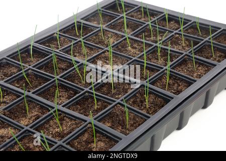 Plants de jeunes poireaux en plastique noir recyclé bac à semences isolé sur fond blanc. Équipement de jardinage pour les produits locaux et à la maison. Banque D'Images