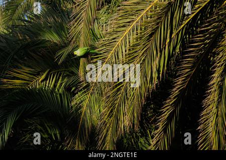 Monk parakeet (Myiopsitta monachus) assis sur une branche Banque D'Images