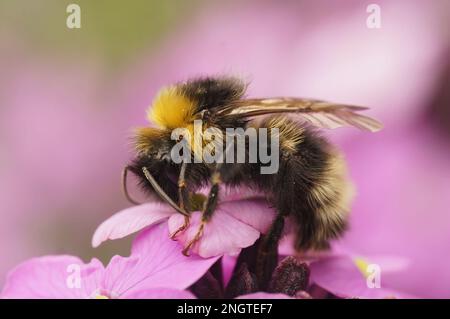 Vue rapprochée naturelle sur la forêt quatre couckoo-bumblebee de couleur, Bombus sylvestris sur une fleur rose, Erysimum cheiri, dans le jardin Banque D'Images