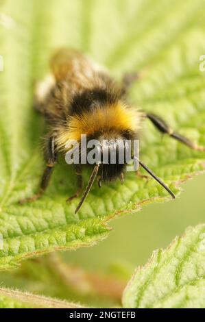 Vue rapprochée naturelle sur la forêt quatre couckoo-bumblebee de couleur, Bombus sylvestris sur une feuille verte dans le jardin Banque D'Images