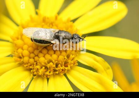 Gros plan naturel sur le colonel vert commun, Oplodontha viridula, assis sur une fleur jaune Banque D'Images