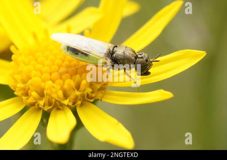 Gros plan naturel sur le colonel vert commun, Oplodontha viridula, assis sur une fleur jaune Banque D'Images