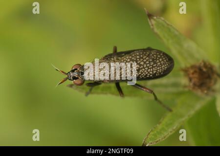 Gros plan naturel sur une mouche noire à ailés, Coremacera marginata assis sur une feuille verte dans le jardin Banque D'Images