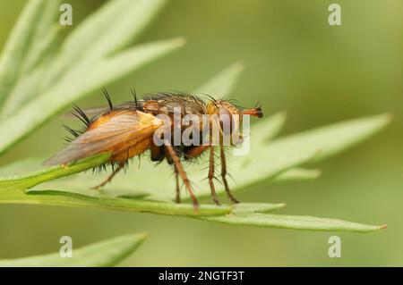 Gros plan naturel sur une mouche tachinide à cheveux orange, Tachina fera assise sur une feuille verte Banque D'Images