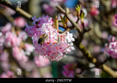 Gros plan sur les fleurs roses d'un arbre de viburnum avec une abeille assise dessus. Banque D'Images