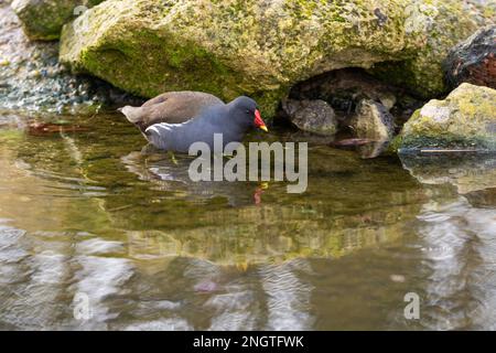 La maorque commune (Gallinula chloropus), également connue sous le nom de poule-eau ou de poulet marécageux dans les eaux peu profondes Banque D'Images
