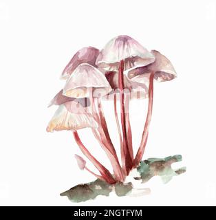 Dessin aquarelle de champignons sur fond blanc Banque D'Images