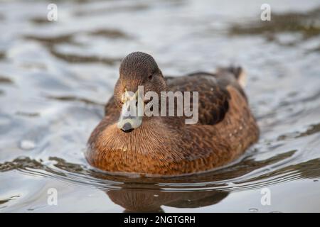 Canard à queue de canard, añas acuta, femelle, nageant dans l'eau, gros plan en hiver au royaume-uni Banque D'Images