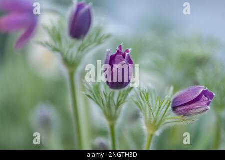 gros plan de fleurs de pasqueflower pourpres (pulsatilla vulgaris) avec fond flou Banque D'Images