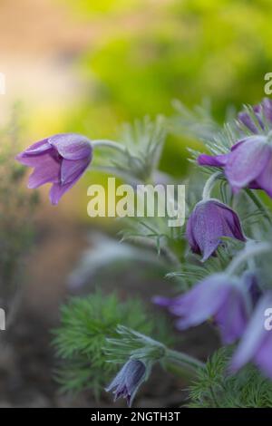 gros plan de fleurs de paqueflower pourpres (pulsatilla vulgaris) avec avant-plan et arrière-plan flous Banque D'Images