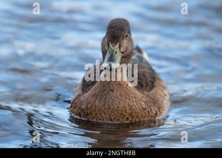 Canard à queue de canard, añas acuta, femelle, nageant dans l'eau, gros plan en hiver au royaume-uni Banque D'Images