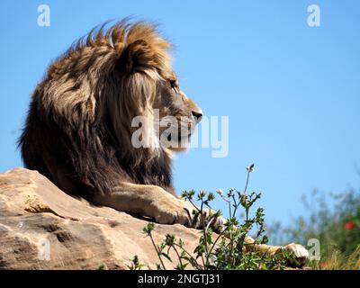 Portrait du lion (Panthera leo) couché sur le rocher et vu du profil sur fond bleu ciel Banque D'Images