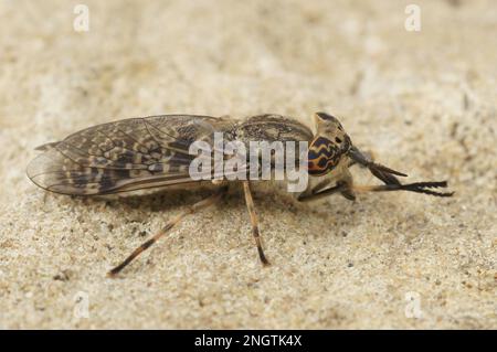 Gros plan détaillé sur un cheval européen ou une mouche à mouches, Haematopota italica assis sur la pierre Banque D'Images