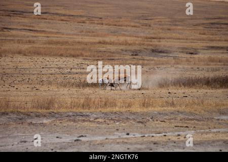 faune, afrique, tansania, Banque D'Images