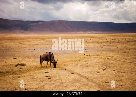 faune solitaire gnu, afrique, tansanania, ngorongoro Banque D'Images