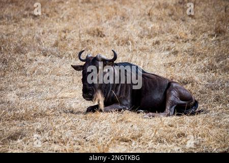faune solitaire gnu, afrique, tansanania, ngorongoro Banque D'Images