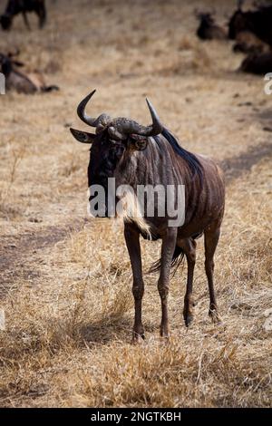 faune solitaire gnu, afrique, tansanania, ngorongoro Banque D'Images