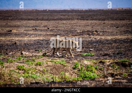 lion marchant faune, afrique, tansania Banque D'Images