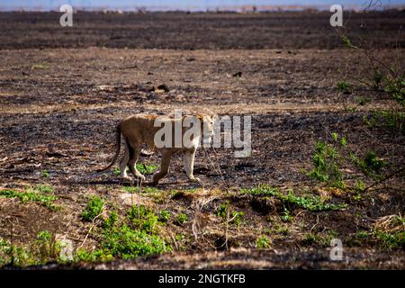 lion marchant faune, afrique, tansania Banque D'Images